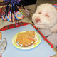 Image for article titled Stoners Are Accidentally Weed Poisoning Their Pets